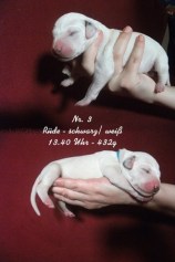 Dalmatinerzucht Janine Liedtke