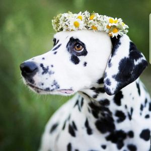 Dalmatinerzucht Janine Liedtke