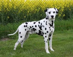 Dalmatinerzucht With Countless Spots A-Wurf