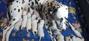Dalmatinerzucht with countless spots